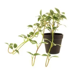 Dunelm Artificial Trailing Tradescantia In Pot 7 Dunelm Artificial Trailing Tradescantia In Pot -Decorative Discount Store 30754625 alt03