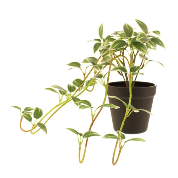 Dunelm Artificial Trailing Tradescantia In Pot 4 Dunelm Artificial Trailing Tradescantia In Pot - Image 4