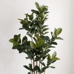 Dunelm Artificial Rubber Tree 180cm -Decorative Discount Store 30754631 alt02