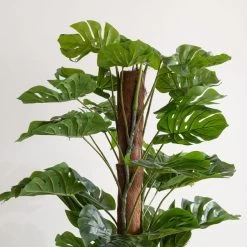 Dunelm Artificial Monstera Tree 180cm -Decorative Discount Store 30754635 alt02