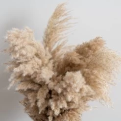 Dunelm Dried Pampas Natural Grass Bundle 75cm -Decorative Discount Store 30763276 alt02