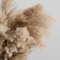 Dunelm Dried Pampas Natural Grass Bundle 75cm -Decorative Discount Store 30763276 alt03