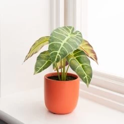 Dunelm Alocasia In Orange Pot -Decorative Discount Store 30766509 alt03