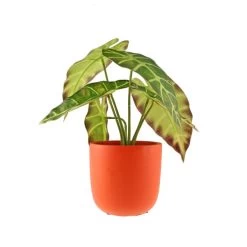 Dunelm Alocasia In Orange Pot -Decorative Discount Store 30766509 alt05