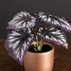 Dunelm Begonia In Gold Pot -Decorative Discount Store 30766510 alt01