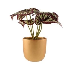 Dunelm Begonia In Gold Pot -Decorative Discount Store 30766510 alt05