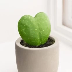 Dunelm Sweetheart Plant In Cement Pot -Decorative Discount Store 30766552 alt01