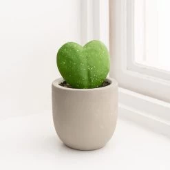 Dunelm Sweetheart Plant In Cement Pot -Decorative Discount Store 30766552 alt02