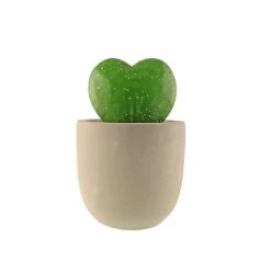 Dunelm Sweetheart Plant In Cement Pot -Decorative Discount Store 30766552 alt05