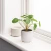 Dunelm Chinese Money Plant Reactive Glaze