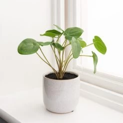 Dunelm Chinese Money Plant Reactive Glaze -Decorative Discount Store 30766553 alt03