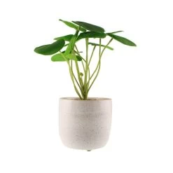 Dunelm Chinese Money Plant Reactive Glaze -Decorative Discount Store 30766553 alt05