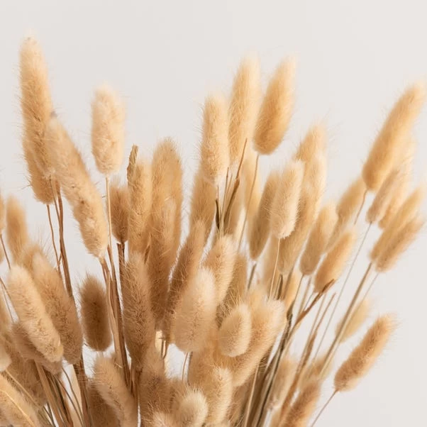 Dunelm Natural Dried Lagurus Bundle 80g 3 Dunelm Natural Dried Lagurus Bundle 80g - Image 3