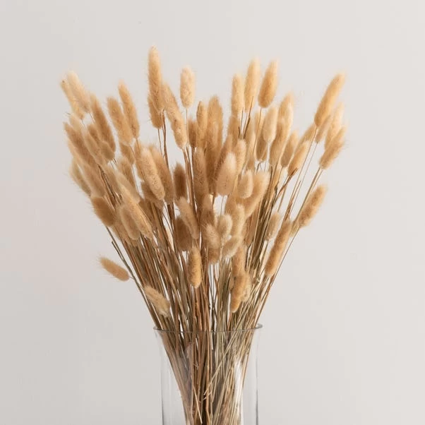 Dunelm Natural Dried Lagurus Bundle 80g 4 Dunelm Natural Dried Lagurus Bundle 80g - Image 4