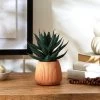 Dunelm Cacti In Ceramic Pot 16cm