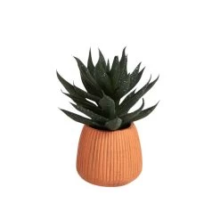 Dunelm Cacti In Ceramic Pot 16cm -Decorative Discount Store 30794941 alt03