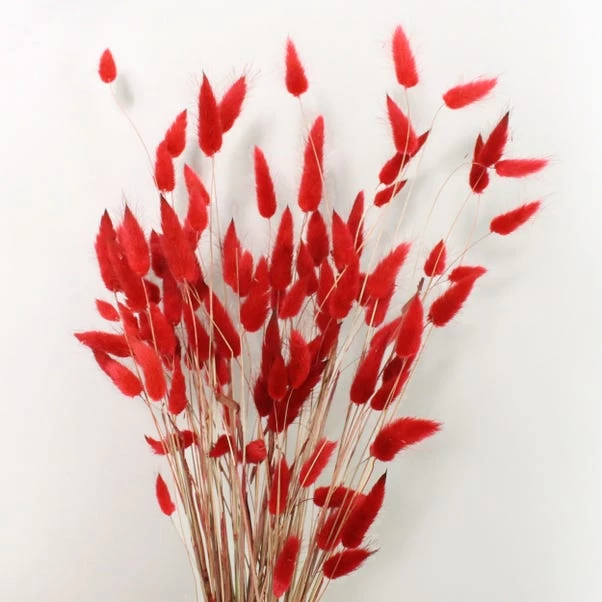 Dunelm Lagurus Russet Bundle 30g 2 Dunelm Lagurus Russet Bundle 30g - Image 2