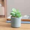 Dunelm Jade Succulent In Pacific Pot