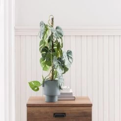 Dunelm Artificial Climbing Variegated Monstera In Pacific Pot