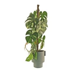 Dunelm Artificial Climbing Variegated Monstera In Pacific Pot -Decorative Discount Store 30796692 alt04