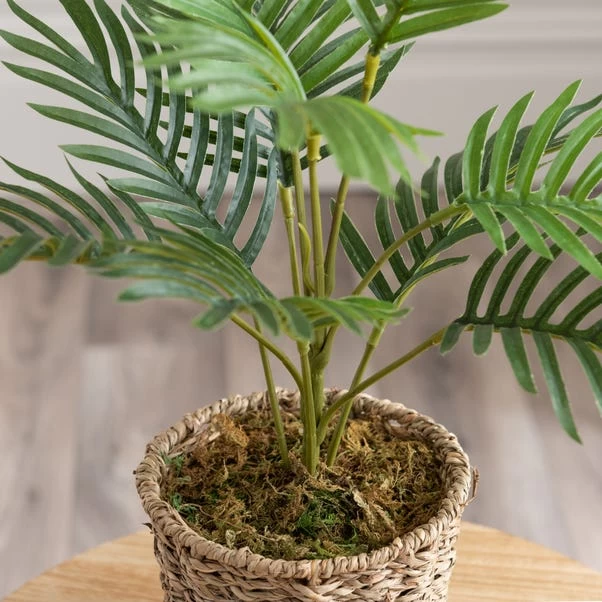 Dunelm Tabletop Palm In Basket Pot 3 Dunelm Tabletop Palm In Basket Pot - Image 3