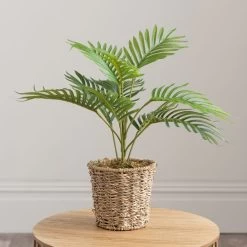 Dunelm Tabletop Palm In Basket Pot 8 Dunelm Tabletop Palm In Basket Pot -Decorative Discount Store 30796711 alt03