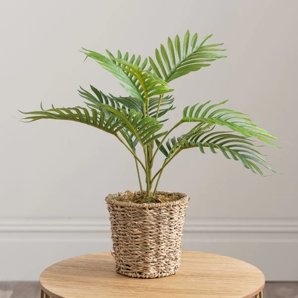 Dunelm Tabletop Palm In Basket Pot 4 Dunelm Tabletop Palm In Basket Pot - Image 4