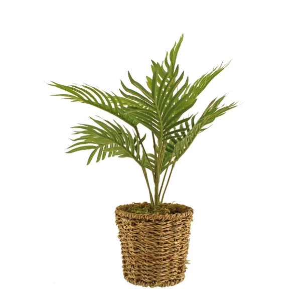 Dunelm Tabletop Palm In Basket Pot 5 Dunelm Tabletop Palm In Basket Pot - Image 5